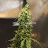 thumb of Gorilla Glue Auto by WeedSeedsExpress grown by Dunk_Junk