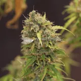 thumb of Gorilla Glue Auto by WeedSeedsExpress grown by Dunk_Junk