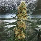 thumb of Gorilla Glue Auto by WeedSeedsExpress grown by Mosquito_Haarlem_Holland