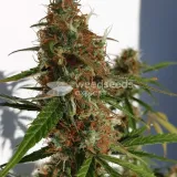 thumb of Gorilla Glue Auto by WeedSeedsExpress grown by Mosquito_Haarlem_Holland