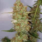 thumb of Gorilla Glue Auto by WeedSeedsExpress grown by Mosquito_Haarlem_Holland