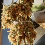 thumb of Gorilla Glue Auto by WeedSeedsExpress grown by Mosquito_Haarlem_Holland