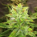 thumb of Gorilla Glue Auto by WeedSeedsExpress grown by Rock_n_Roll_Randy