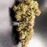 thumb of Gorilla Glue Auto by WeedSeedsExpress grown by Rock_n_Roll_Randy