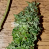 thumb of Granddaddy Purple Feminized by WeedSeedsExpress grown by Silky_smooth