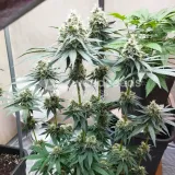 thumb of Granddaddy Purple Feminized by WeedSeedsExpress grown by Budbrewerz