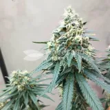 thumb of Granddaddy Purple Feminized by WeedSeedsExpress grown by Budbrewerz