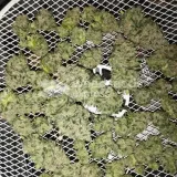 thumb of Granddaddy Purple Feminized by WeedSeedsExpress grown by Budbrewerz