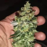thumb of Granddaddy Purple Feminized by WeedSeedsExpress grown by Budbrewerz