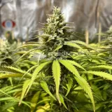 thumb of Grape Ape by WeedSeedsExpress grown by GODSGIFT_2005_JM