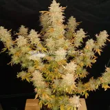 thumb of Green Crack by WeedSeedsExpress grown by Rock_n_Roll_Randy