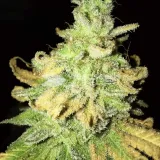 thumb of Green Crack by WeedSeedsExpress grown by Rock_n_Roll_Randy