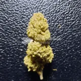 thumb of Green Crack by WeedSeedsExpress grown by Rock_n_Roll_Randy