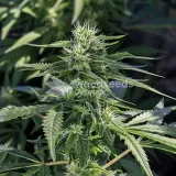 thumb of Gush Mints Feminized by WeedSeedsExpress grown by WSE