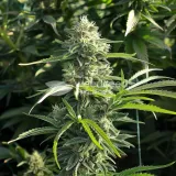 thumb of Gush Mints Feminized by WeedSeedsExpress grown by WSE