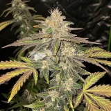 thumb of Headband Feminized by WeedSeedsExpress grown by WSE