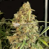 thumb of Headband Feminized by WeedSeedsExpress grown by WSE