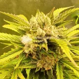 thumb of Hellfire OG Auto by WeedSeedsExpress grown by  Mosquito_Haarlem_Holland