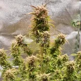 thumb of Hellfire OG Auto by WeedSeedsExpress grown by  Mosquito_Haarlem_Holland