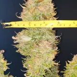 thumb of Hellfire OG Auto by WeedSeedsExpress grown by  Mosquito_Haarlem_Holland