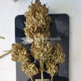 thumb of Hellfire OG Auto by WeedSeedsExpress grown by  Mosquito_Haarlem_Holland