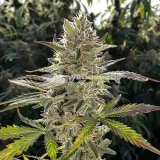 thumb of Ice Cream Cake Feminized by WeedSeedsExpress grown by WSE