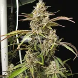 thumb of Ice Cream Cake Feminized by WeedSeedsExpress grown by WSE