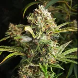 thumb of Jealousy Feminized by WeedSeedsExpress grown by WSE