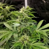 thumb of Jet Fuel Feminized by WeedSeedsExpress grown by WSE