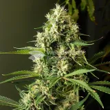 thumb of Kiwi Kush Feminized by WeedSeedsExpress grown by WSE