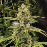 thumb of Kiwi Kush Feminized by WeedSeedsExpress grown by WSE