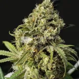 thumb of Kosher Kush Feminized by WeedSeedsExpress grown by WSE