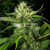 thumb of Lamb's Bread Feminized by WeedSeedsExpress grown by WSE