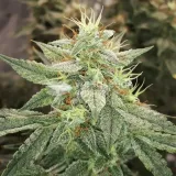 thumb of Lemon Auto by WeedSeedsExpress grown by Rock_n_Roll_Randy