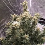 thumb of Lemon Auto by WeedSeedsExpress grown by Rock_n_Roll_Randy