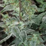 thumb of Lemon Auto by WeedSeedsExpress grown by Rock_n_Roll_Randy