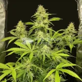 thumb of Lemon Tree Feminized by WeedSeedsExpress grown by WSE