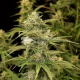 thumb of Lemon Tree Feminized by WeedSeedsExpress grown by WSE