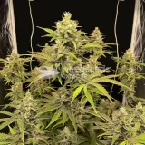 thumb of Lemon Tree Feminized by WeedSeedsExpress grown by WSE