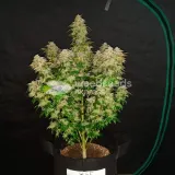 thumb of Lithium OG Kush by WeedSeedsExpress grown by Rock_n_Roll_Randy