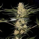 thumb of Lithium OG Kush by WeedSeedsExpress grown by Zurban_Poison