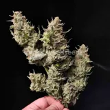 thumb of Lithium OG Kush by WeedSeedsExpress grown by Zurban_Poison