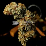 thumb of Lithium OG Kush by WeedSeedsExpress grown by Zurban_Poison