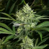 thumb of MAC 1 Feminized by WeedSeedsExpress grown by WSE