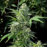 thumb of MAC 1 Feminized by WeedSeedsExpress grown by WSE