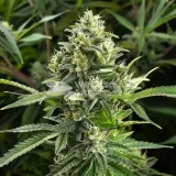 thumb of MAC 1 Feminized by WeedSeedsExpress grown by WSE