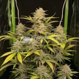 thumb of Maple Leaf Feminized by WeedSeedsExpress grown by WSE