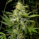 thumb of Maui Waui Feminized by WeedSeedsExpress grown by WSE