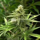 thumb of Northern Lights Feminized by WeedSeedsExpress grown by WSE