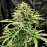 thumb of OG Kush CBD Feminized by WeedSeedsExpress grown by WSE